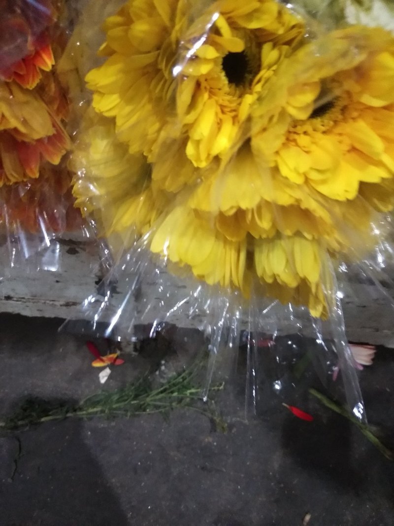 非洲菊