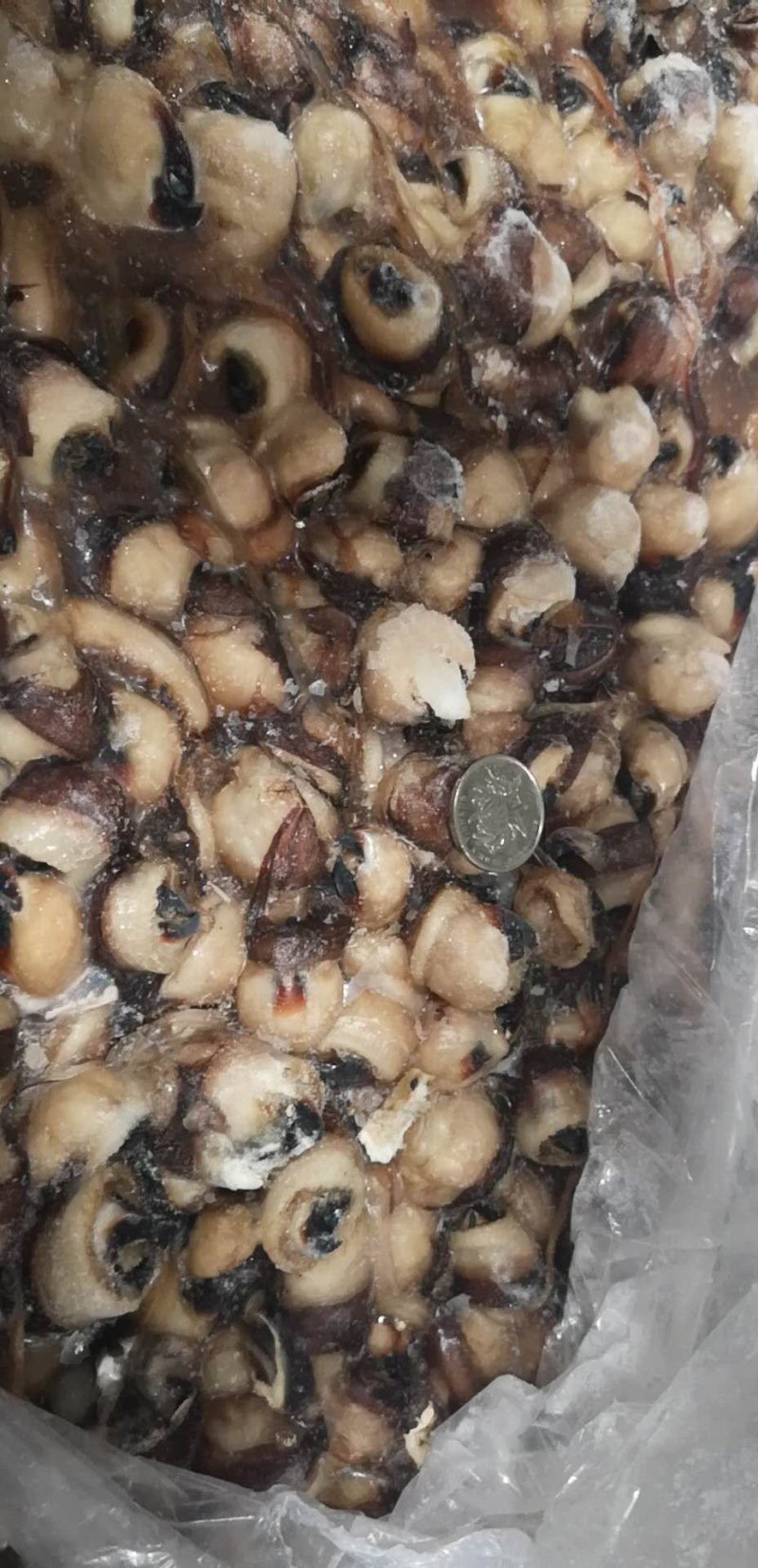 鱿鱼