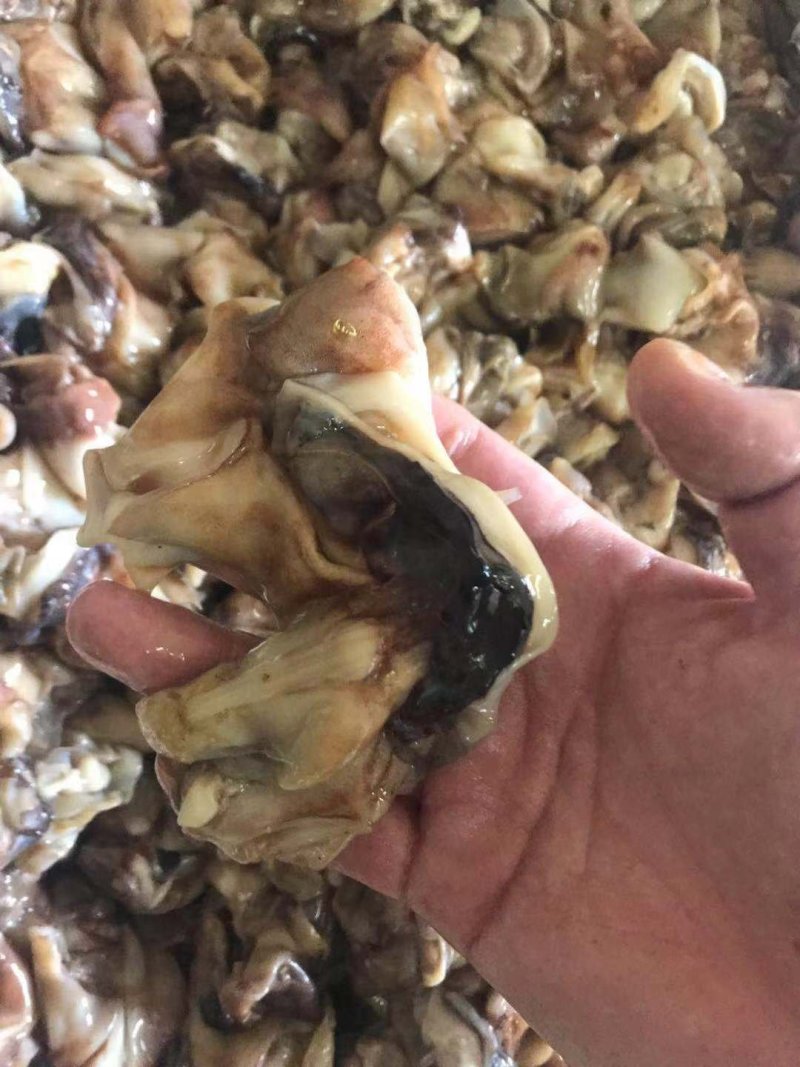 鱿鱼