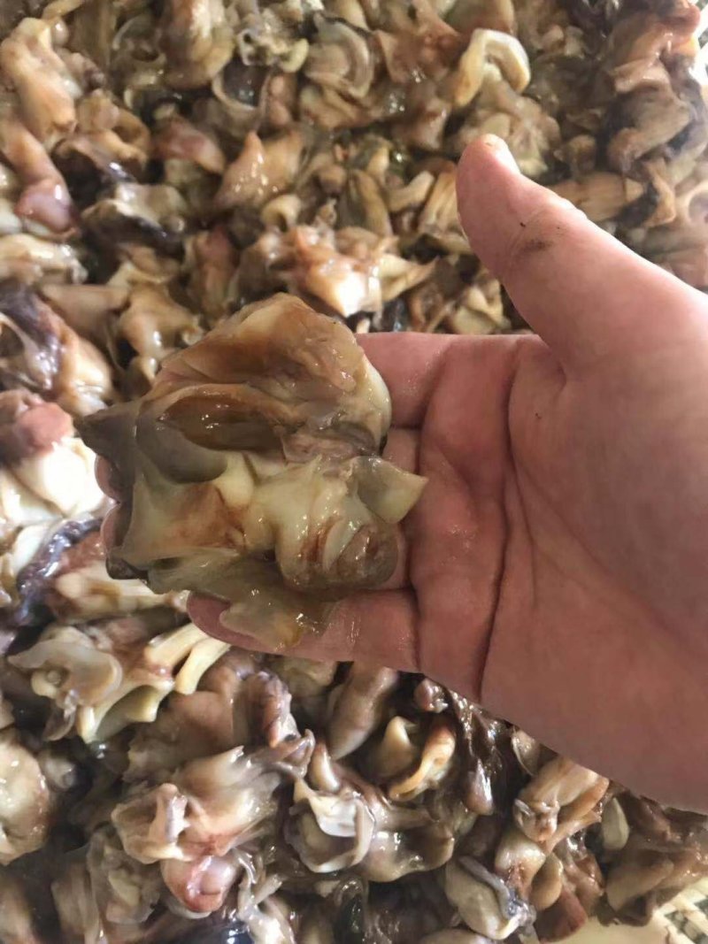 鱿鱼