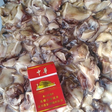 鱿鱼