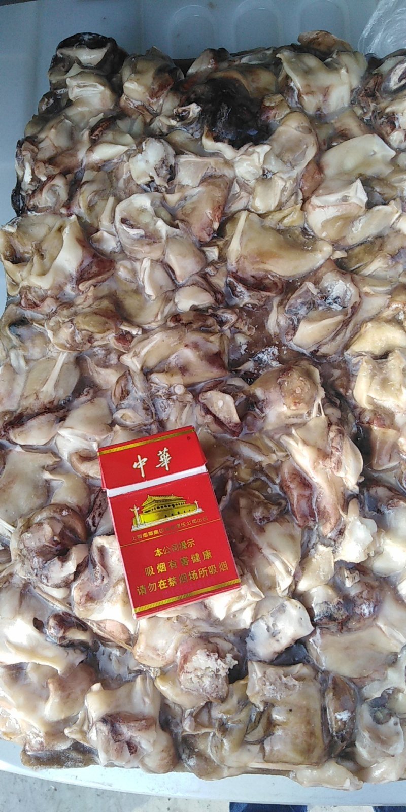 鱿鱼