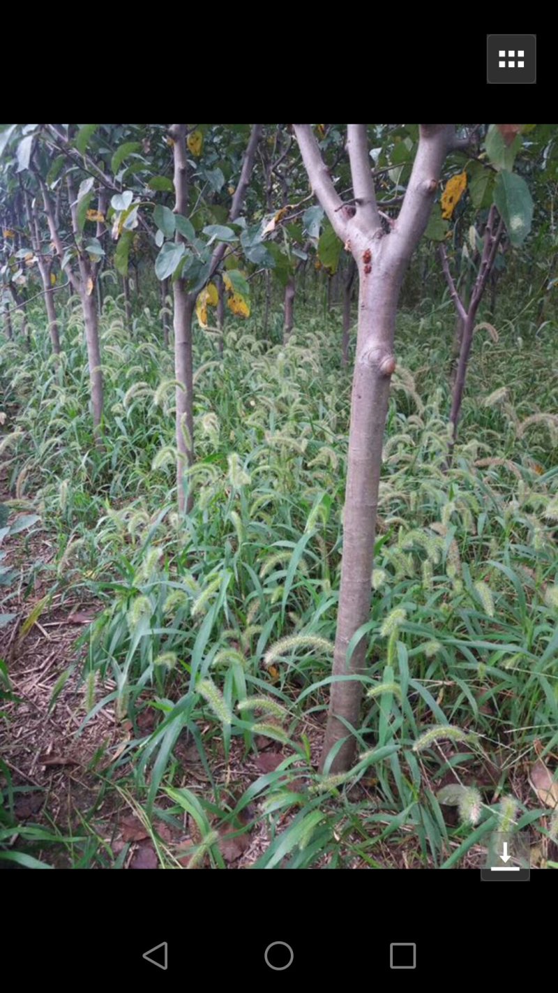 北美海棠树【自己家苗圃基地】