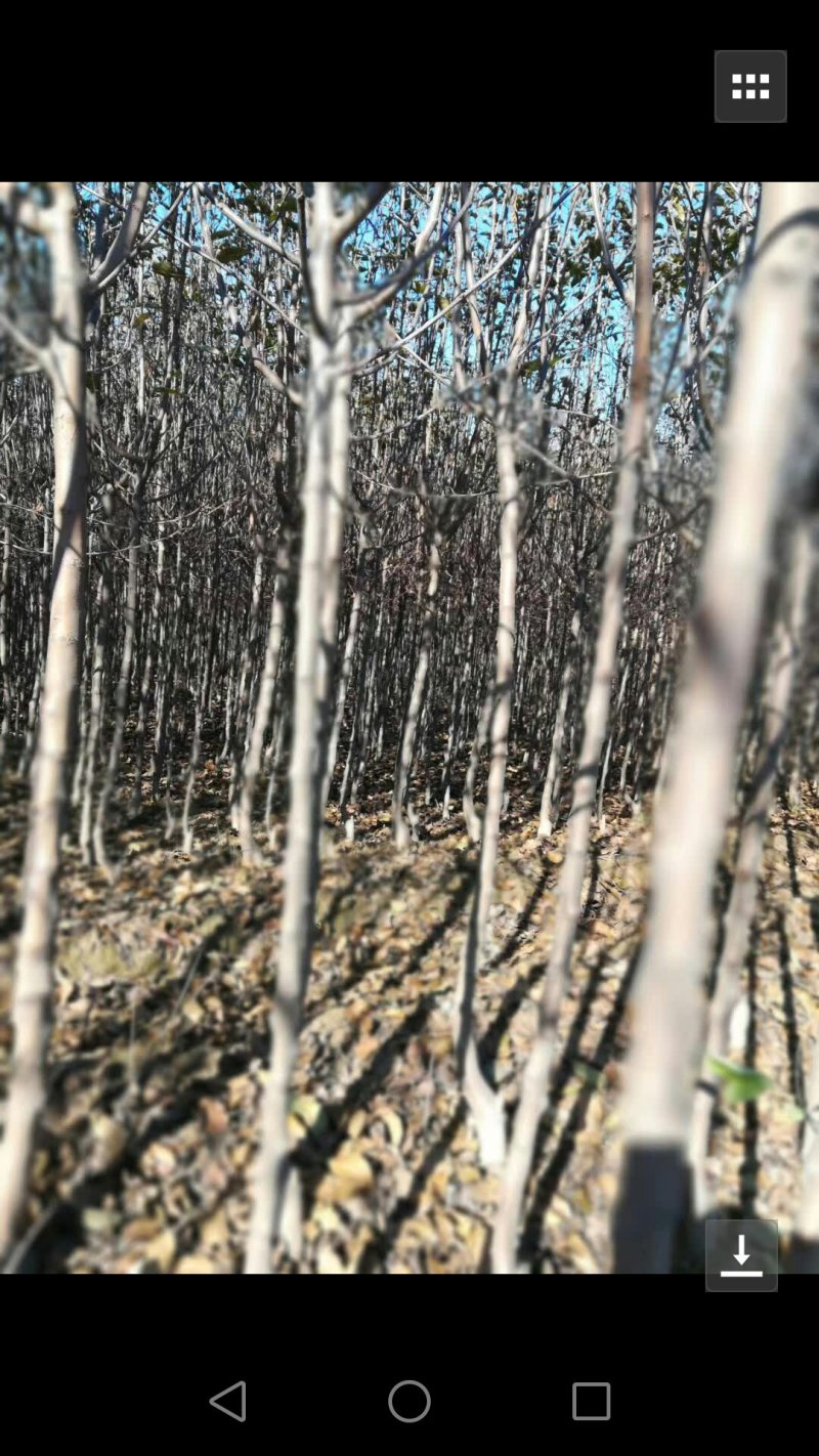 北美海棠树【自己家苗圃基地】