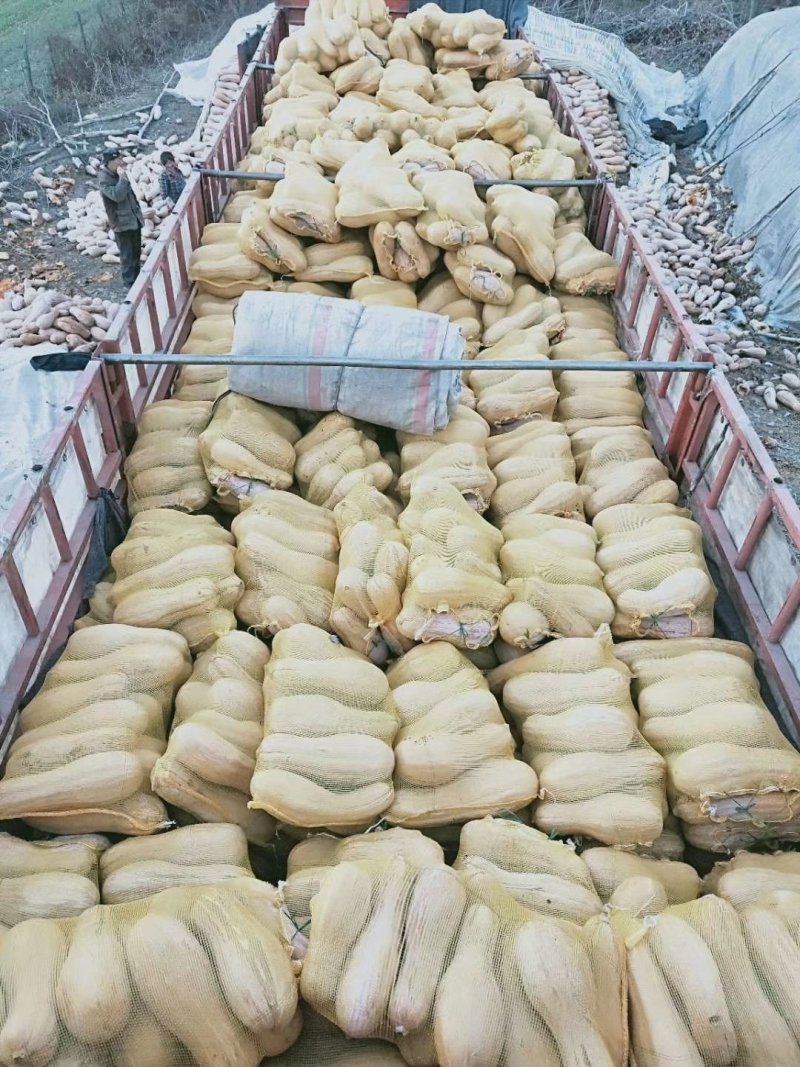 青南瓜加工厂用VS油炸青南瓜大量有货价格美丽需要联系