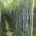 广西黑皮甘蔗，节巴颜色漂亮…………………