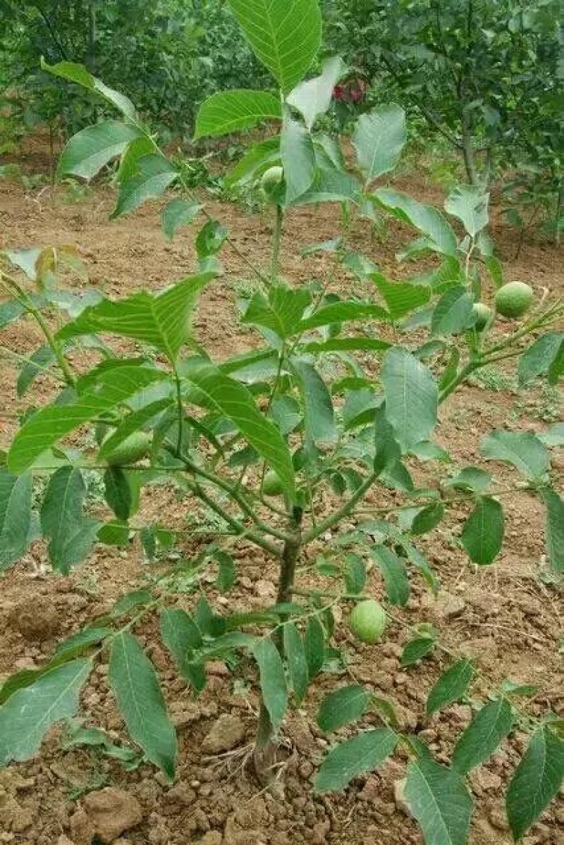 香玲核桃苗，8518核桃苗，薄皮核桃苗基地直供，