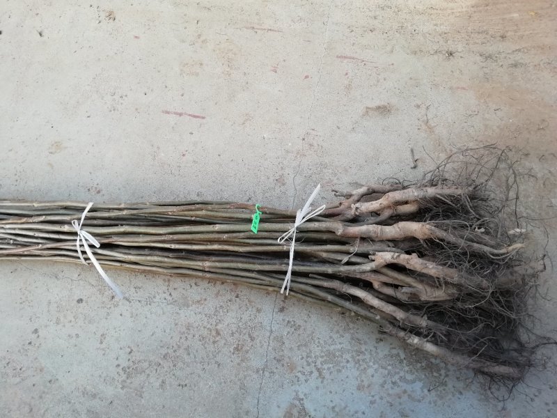 香玲核桃苗，8518核桃苗，薄皮核桃苗基地直供，