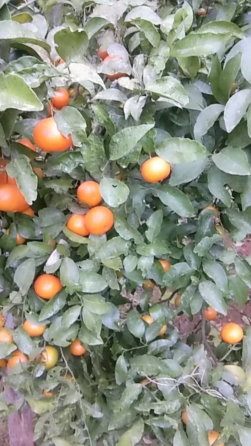 水果