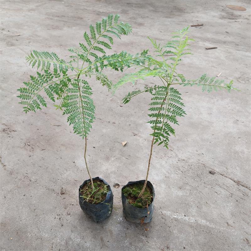 蓝花楹袋苗园林绿化开花植物