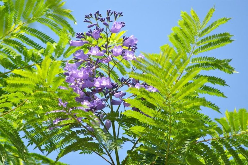蓝花楹袋苗园林绿化开花植物
