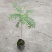 蓝花楹袋苗园林绿化开花植物