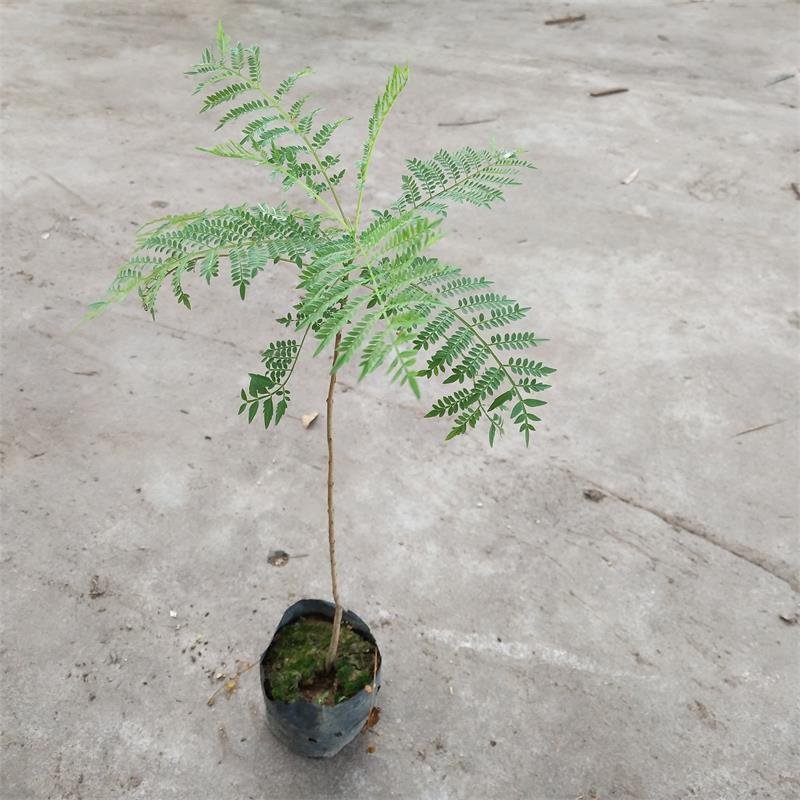 蓝花楹袋苗园林绿化开花植物
