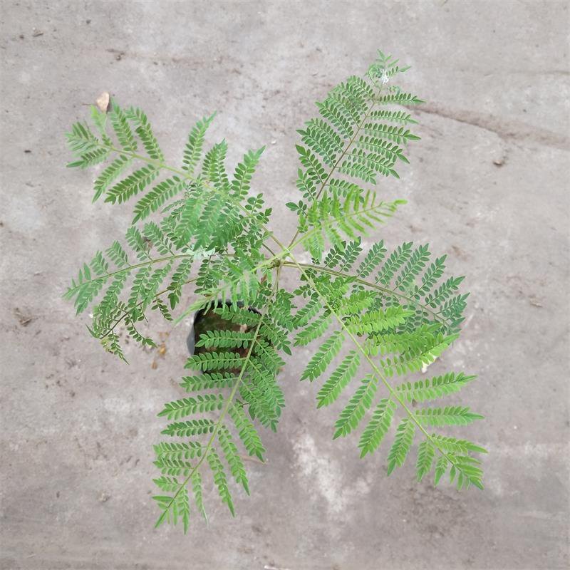 蓝花楹袋苗园林绿化开花植物