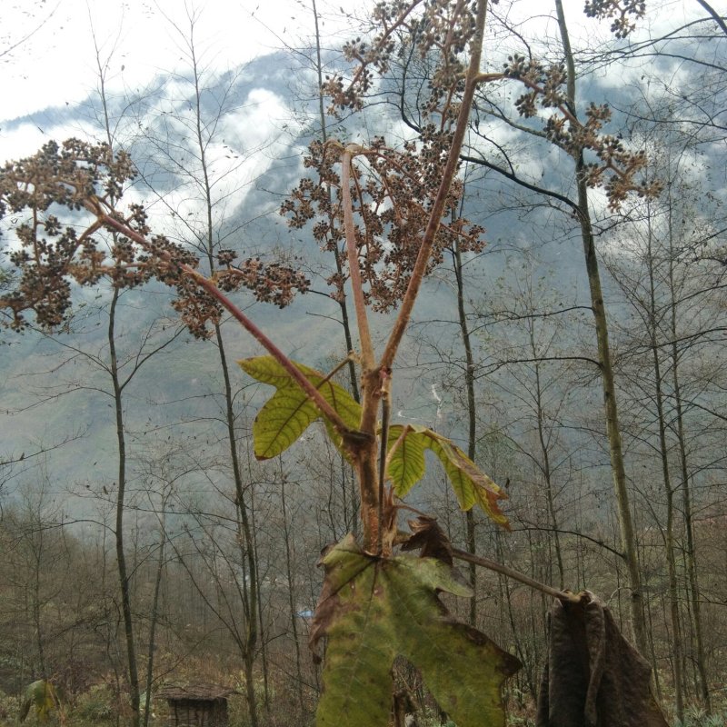 大通草，