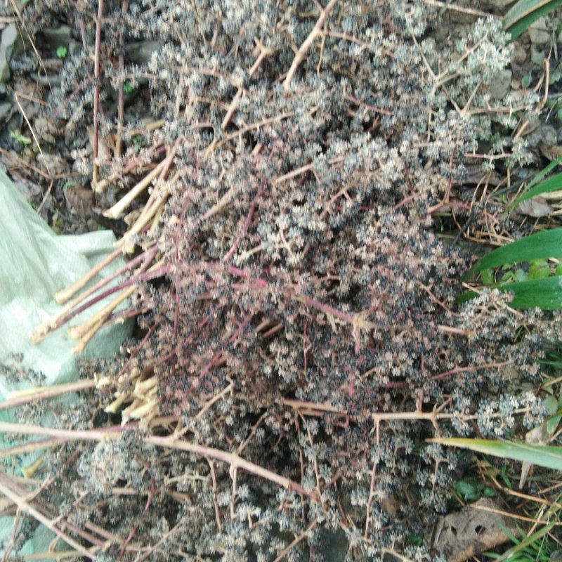 大通草，