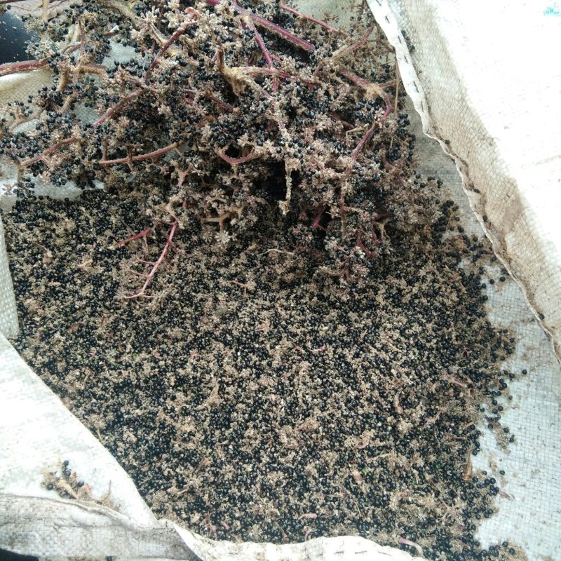 大通草，