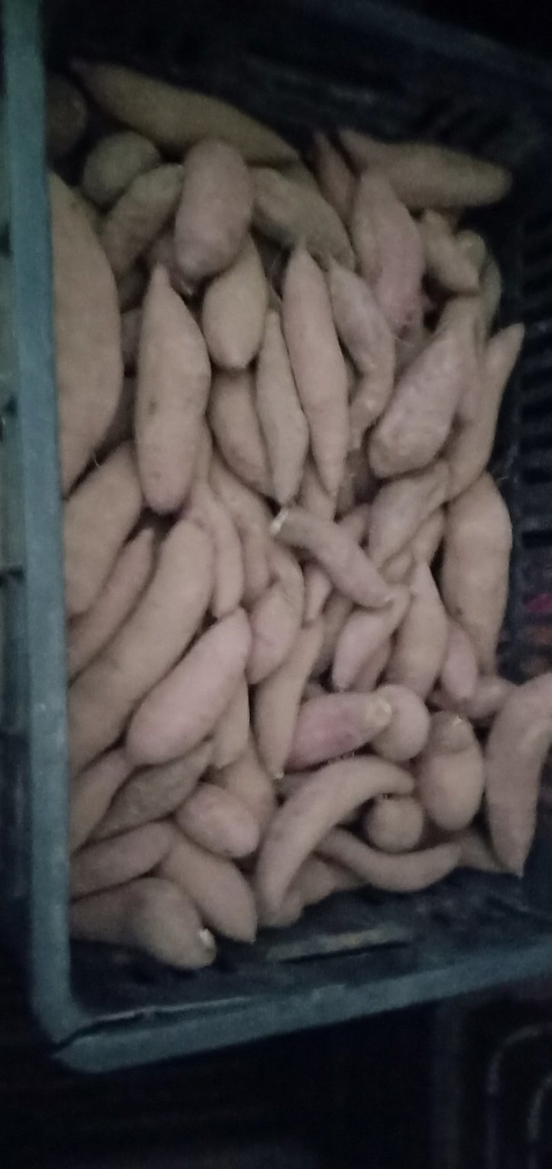 土地红薯
