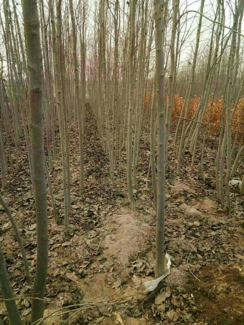 杜仲，杜仲小苗，杜仲树一二年苗，杜仲叶茶，杜仲蝉，杜仲皮
