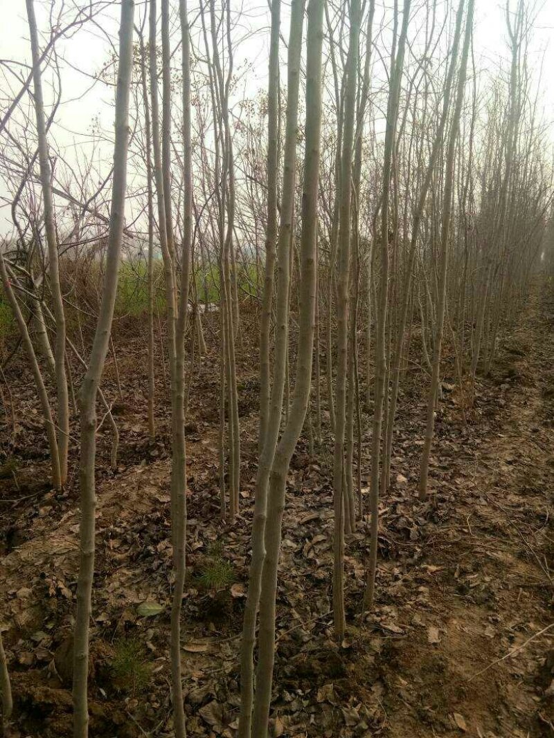 杜仲，杜仲小苗，杜仲树一二年苗，杜仲叶茶，杜仲蝉，杜仲皮