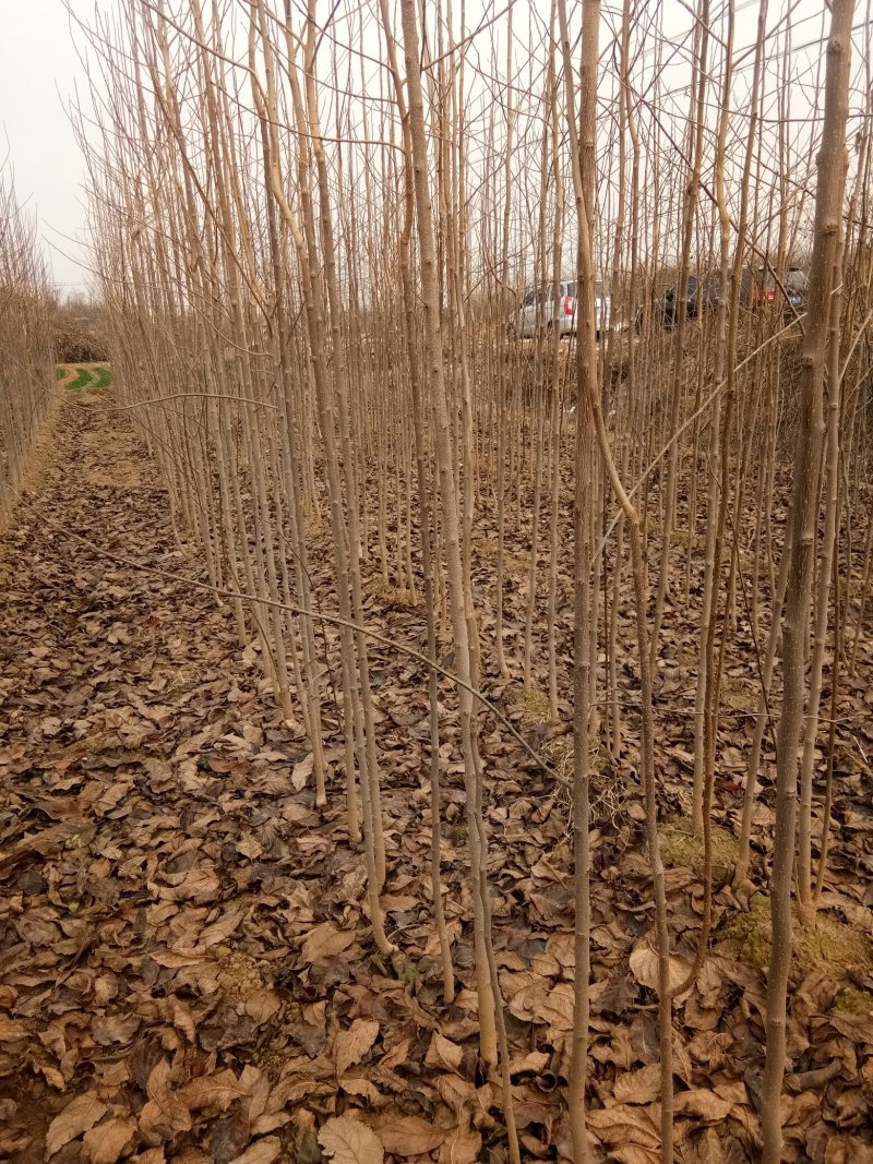 杜仲，杜仲小苗，杜仲树一二年苗，杜仲叶茶，杜仲蝉，杜仲皮