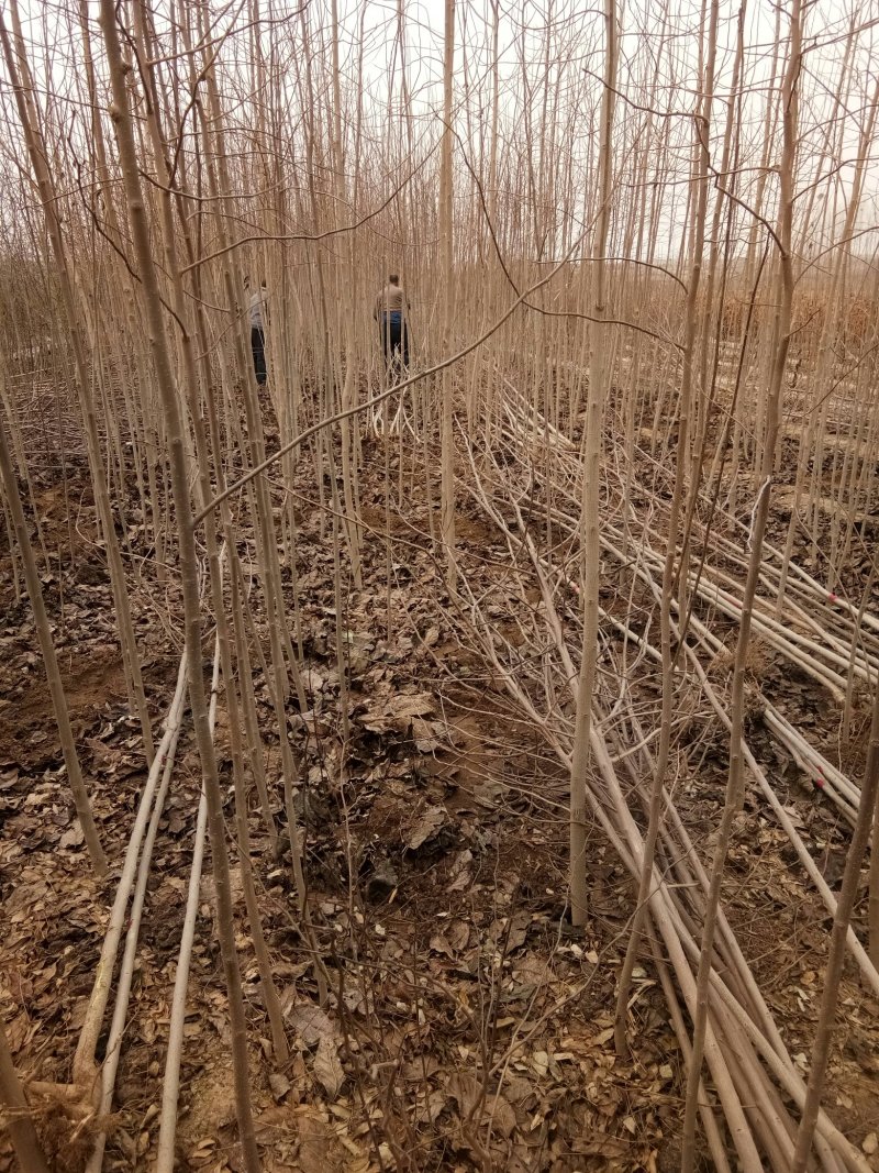 杜仲，杜仲小苗，杜仲树一二年苗，杜仲叶茶，杜仲蝉，杜仲皮