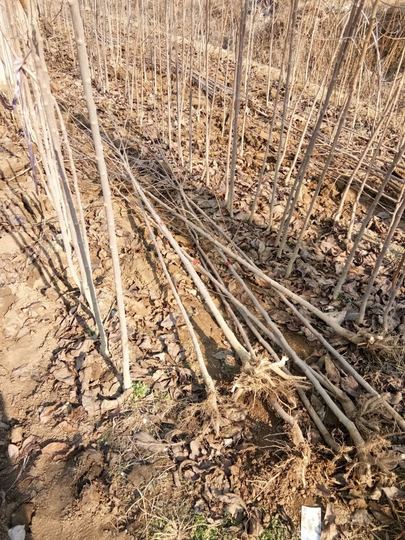 杜仲，杜仲小苗，杜仲树一二年苗，杜仲叶茶，杜仲蝉，杜仲皮