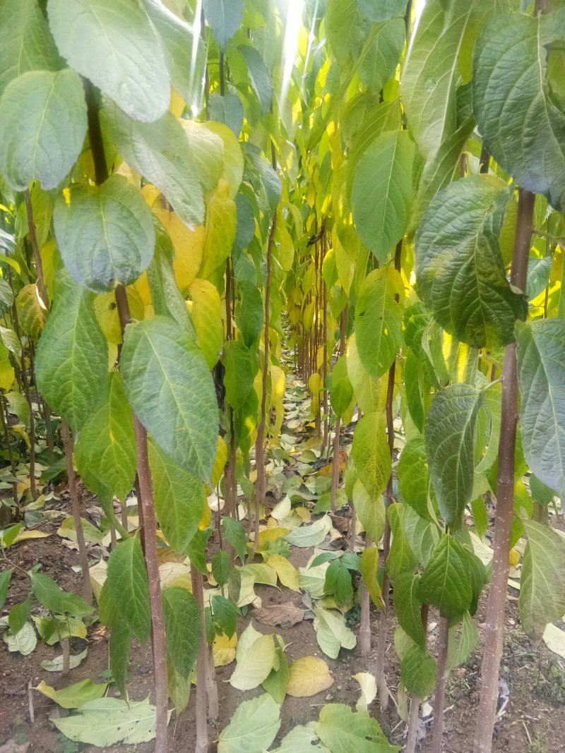 杜仲，杜仲小苗，杜仲树一二年苗，杜仲叶茶，杜仲蝉，杜仲皮