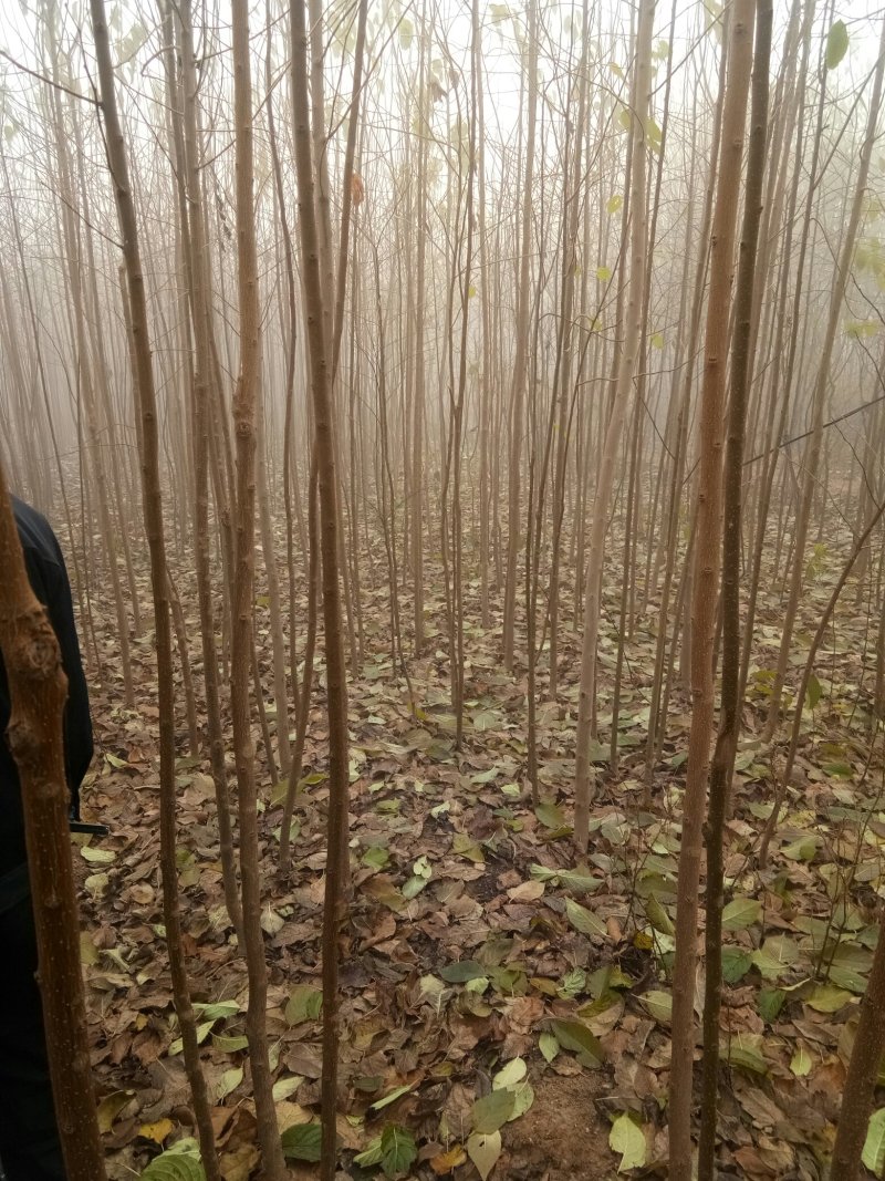 杜仲，杜仲小苗，杜仲树一二年苗，杜仲叶茶，杜仲蝉，杜仲皮
