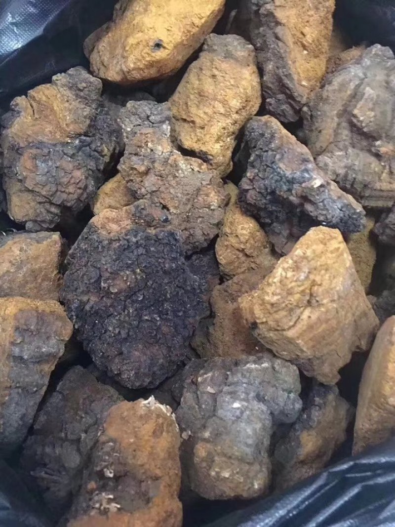 桦褐孔菌白桦茸桦树茸长白山野生桦褐孔菌桦树茸
