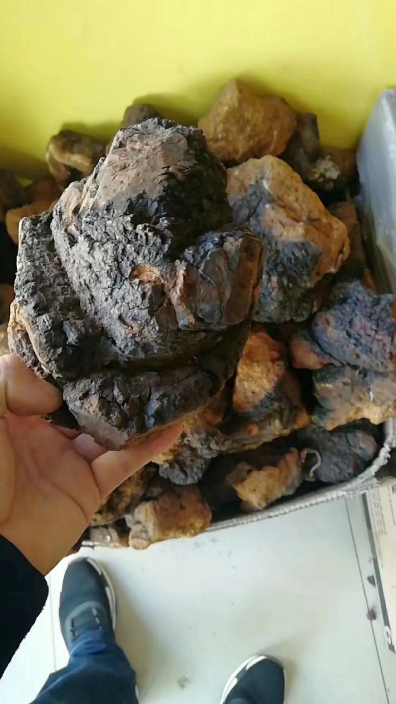 桦褐孔菌白桦茸桦树茸长白山野生桦褐孔菌桦树茸
