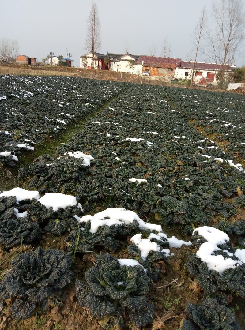 湖北省随州市安居泡泡青菜