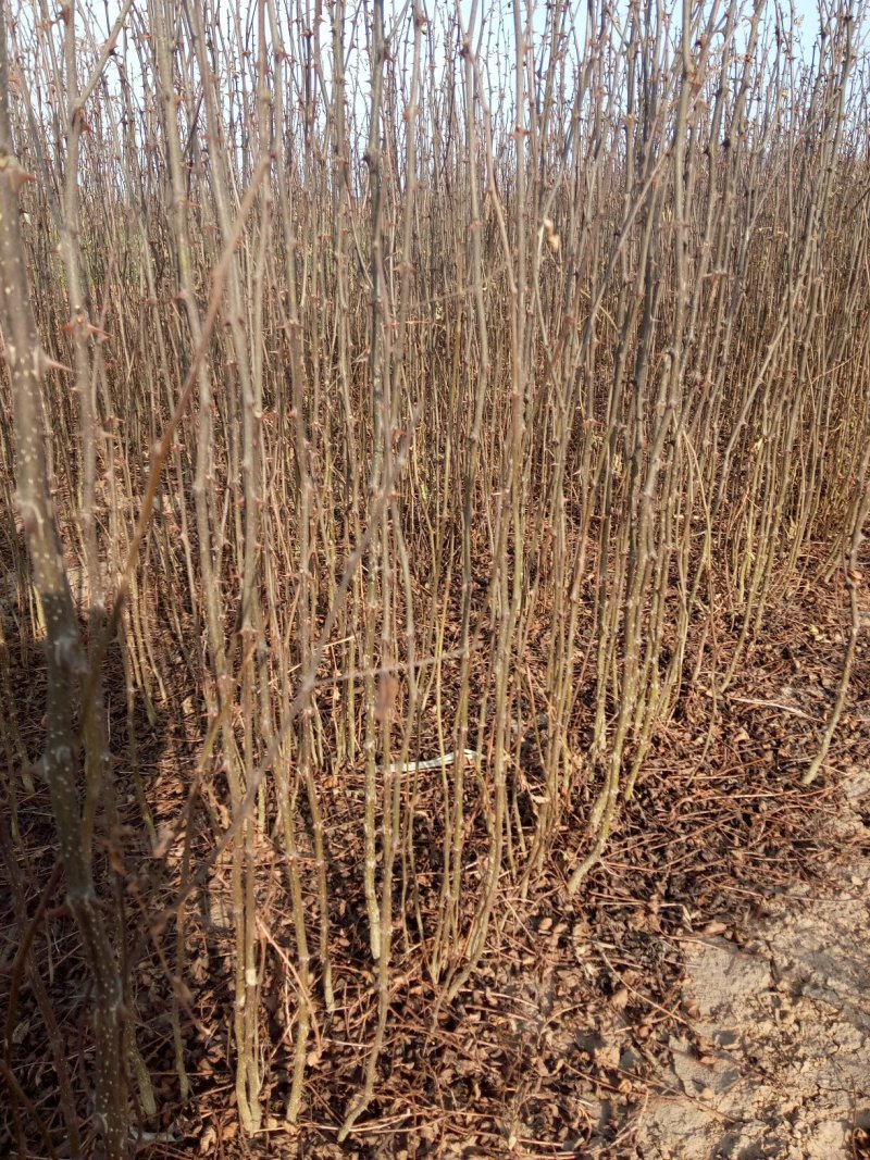 优质大红袍花椒苗八万棵占地用毛桃苗三万棵一米五至二米侧拍