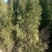 优质大红袍花椒苗八万棵占地用毛桃苗三万棵一米五至二米侧拍