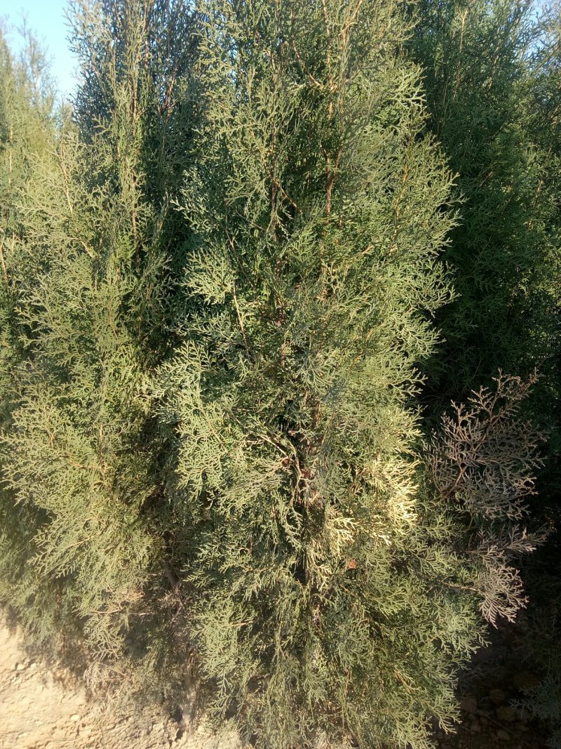 优质大红袍花椒苗八万棵占地用毛桃苗三万棵一米五至二米侧拍