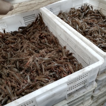贵州虾苗，种虾，云南小龙虾，小龙虾苗