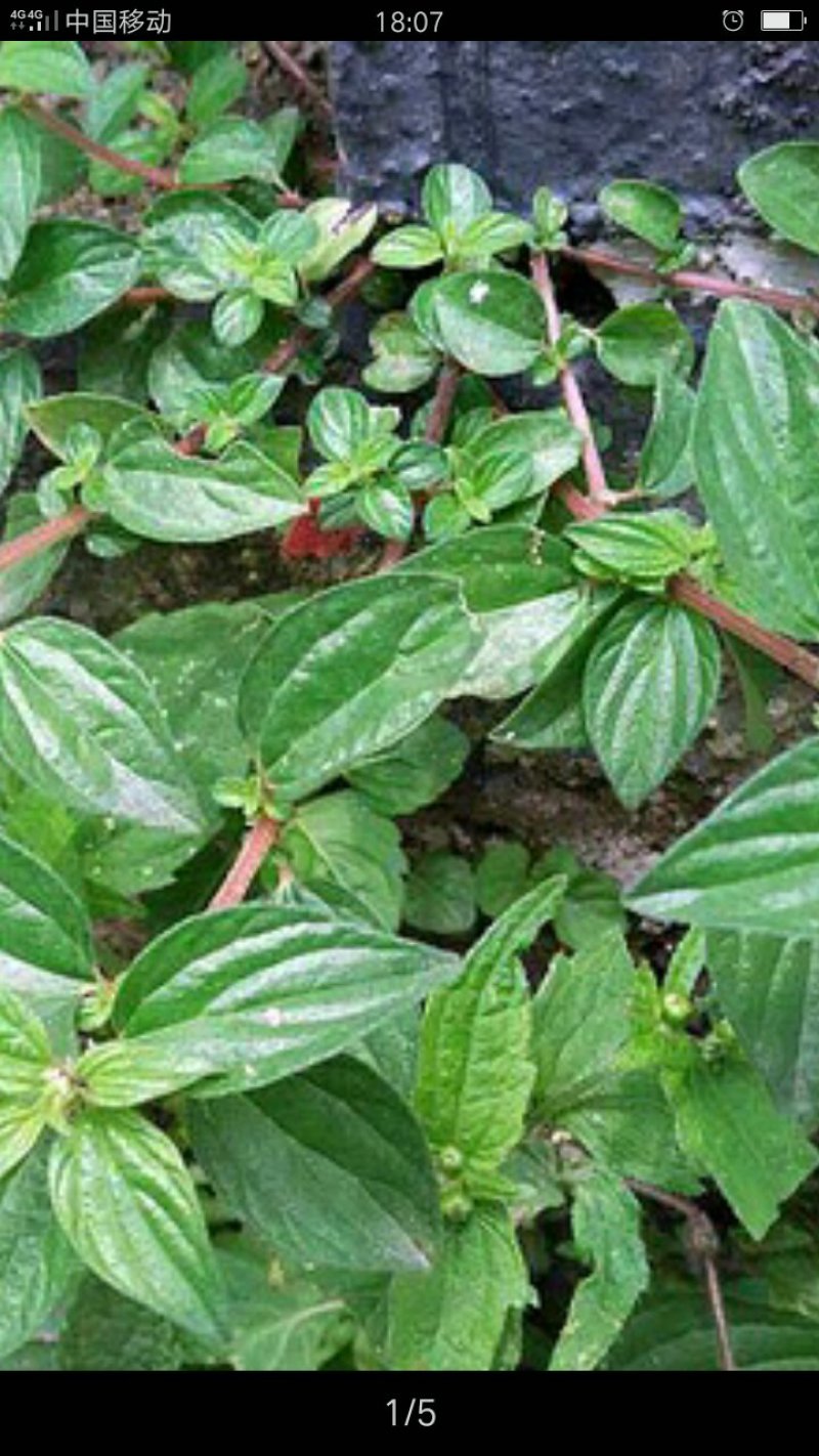 糯米草