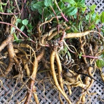 糯米草