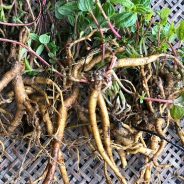 糯米草