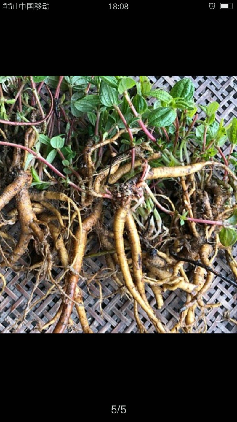 糯米草