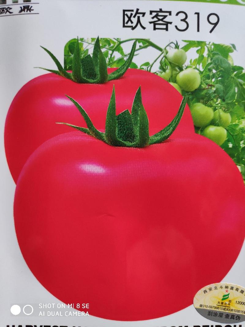 欧客319西红柿种子