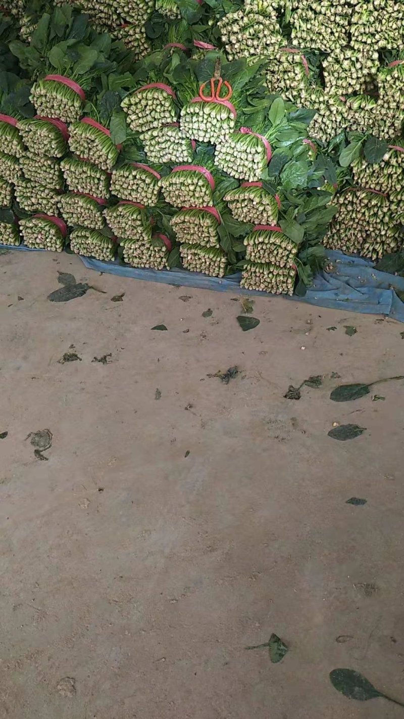 优质精品菠菜大量供应中，产地直供，一首货源，