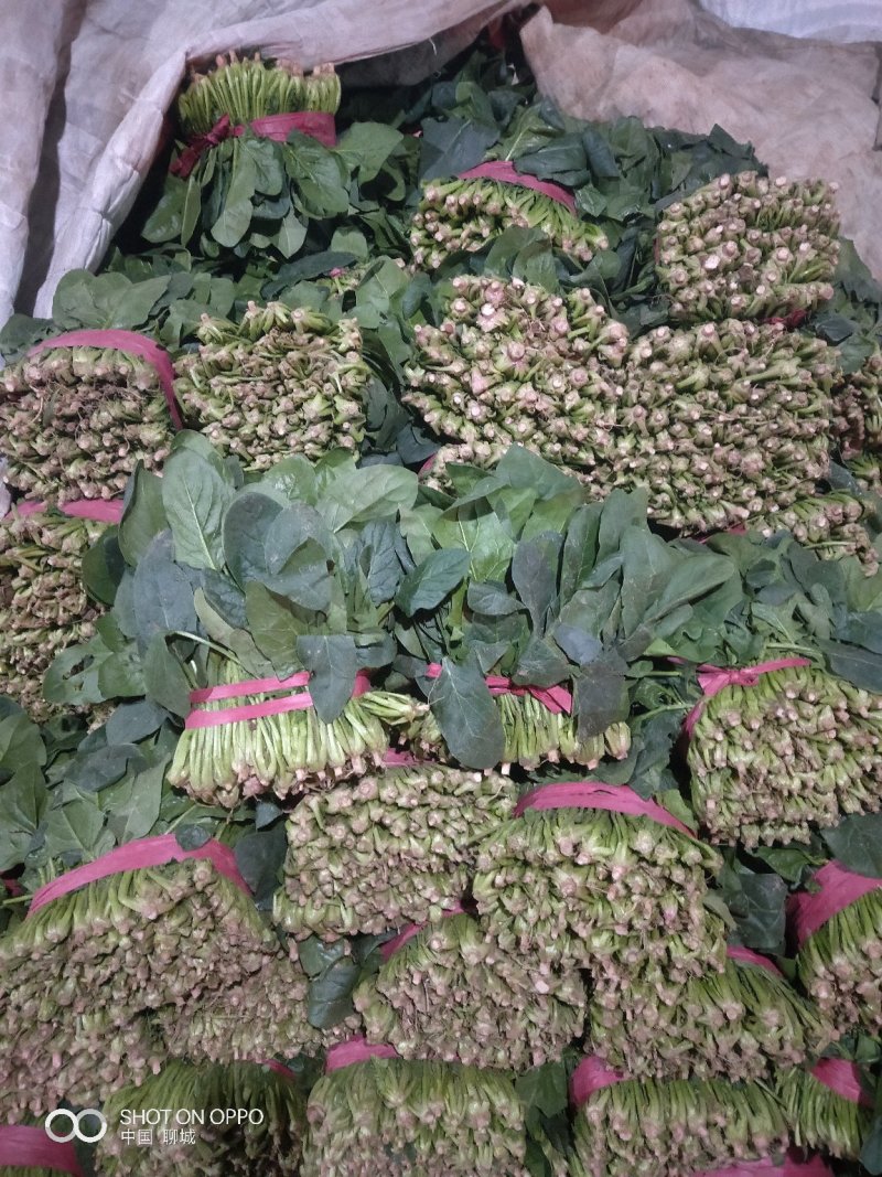 优质精品菠菜大量供应中，产地直供，一首货源，