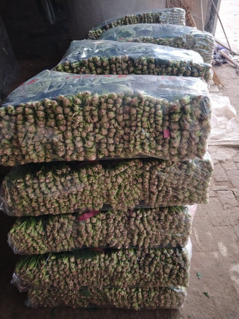 优质精品菠菜大量供应中，产地直供，一首货源，
