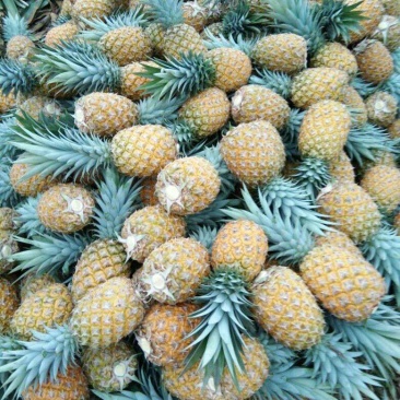 海南香水菠萝欢迎来电地头装货