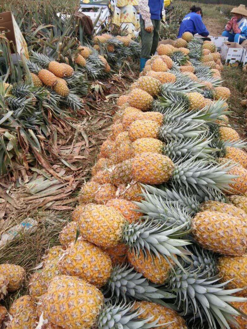 海南香水菠萝欢迎来电地头装货