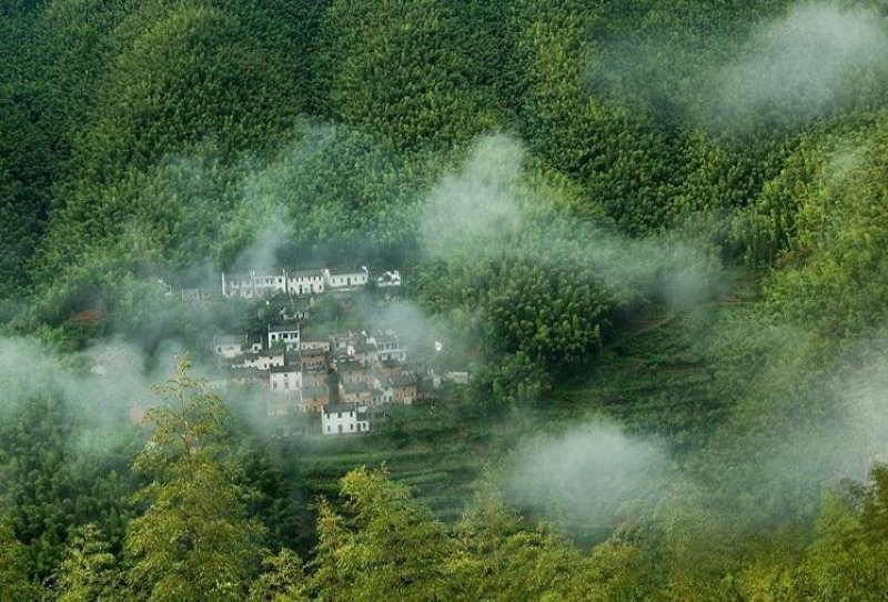 黄山雨前毛峰