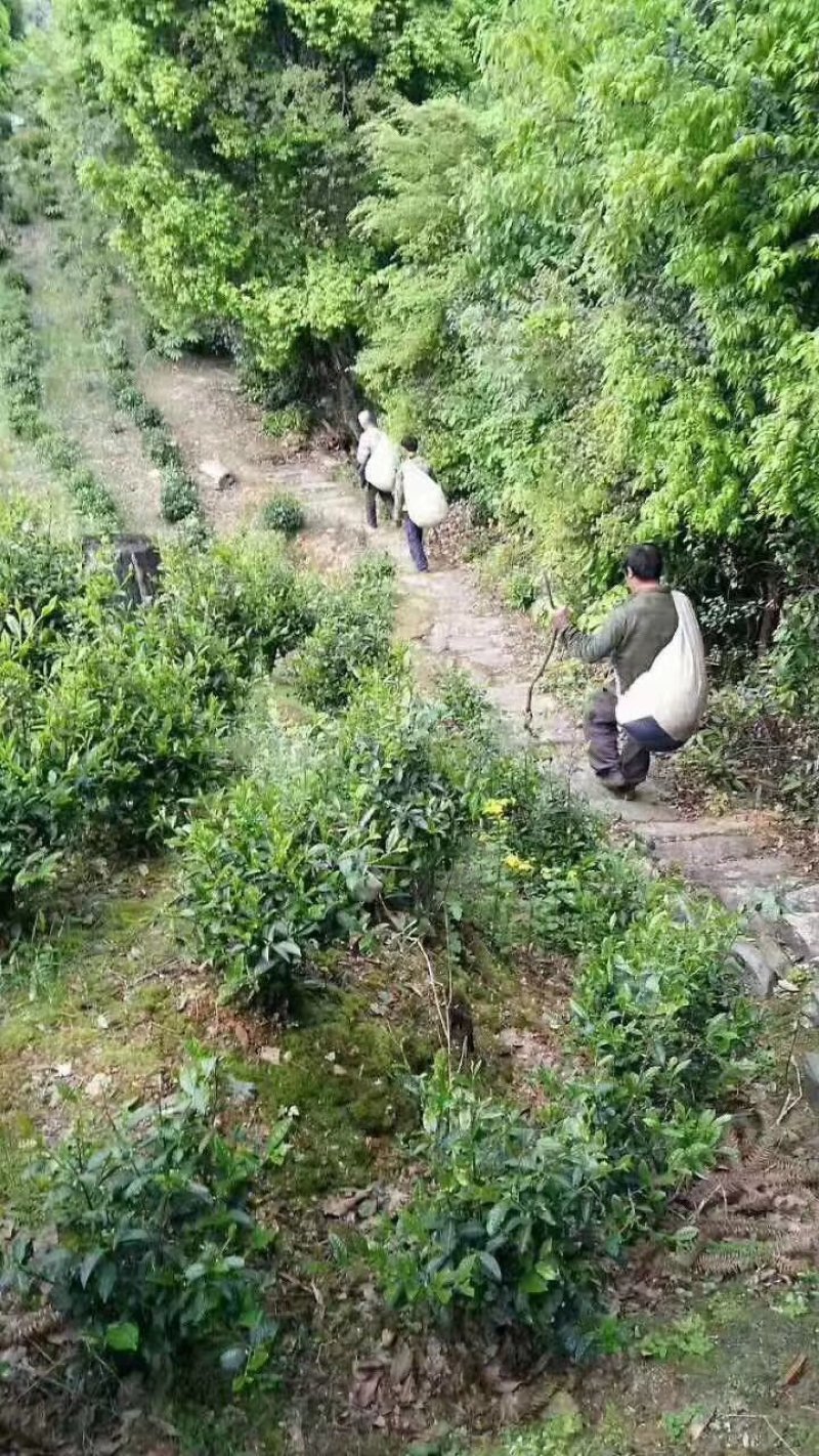 黄山雨前毛峰