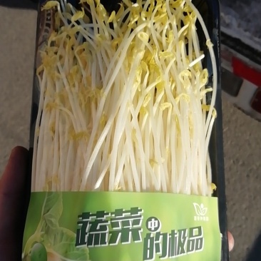 水培绿色芽苗菜