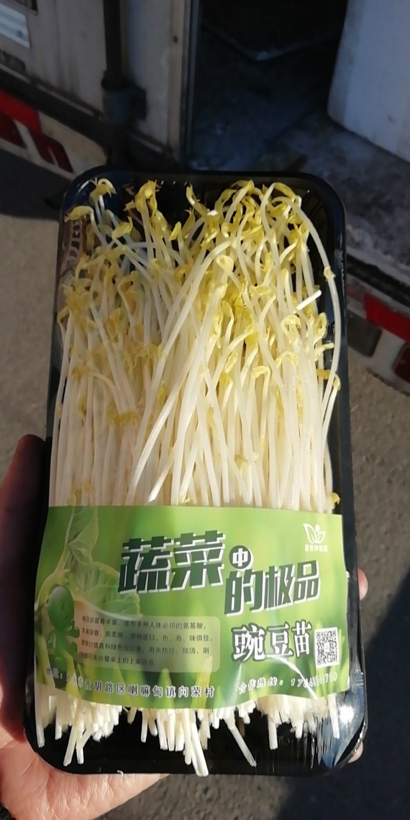 水培绿色芽苗菜